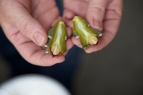 Cholla buds taste like a cross between and artichoke and asparagus. They have a slippery texture like okra or aloe verra.